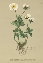 Glaciar Crowfoot