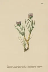 Rampion de cabeza globular (Phyteuma hemisphaericum)