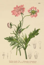 Escabiosa brillante (Scabiosa lucida)