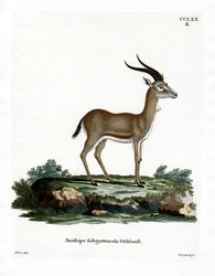 Gacela Goitered
