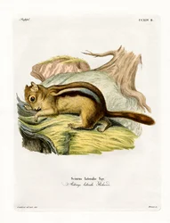 Ardilla terrestre de manto dorado