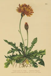 Crepis dorada (Crepis aurea)