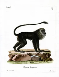 Tití León Dorado