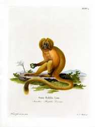 Tití León Dorado