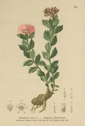 Raíz dorada (Rhodiola rosea)