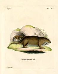 Tucotuco