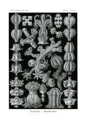 Gorgonida, 1899-1904