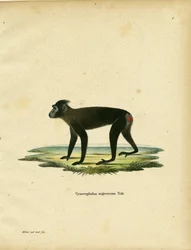 Macaco de Gorontalo