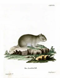 Hámster Enano Gris