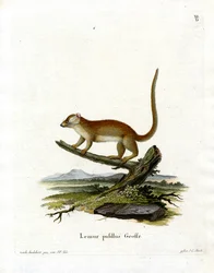 Lémur Ratón Gris