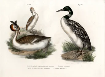 Somormujo lavanco, 1864