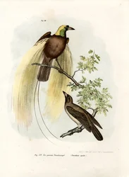 Ave del Paraíso Mayor, 1864