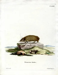 Tenrec Mayor