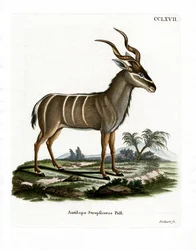 Kudu mayor