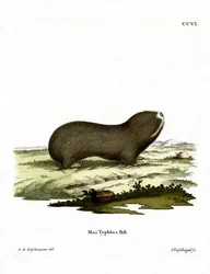 Rata topo mayor