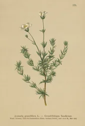 Sandwort mayor