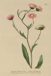 Erigeron griego (Erigeron Villarsii, Erigeron atticus)