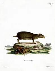 Acuchi Verde