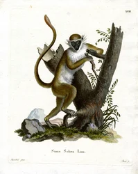 Mono Verde