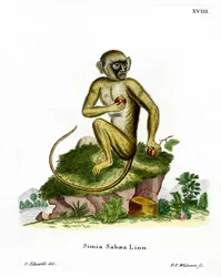 Mono Verde