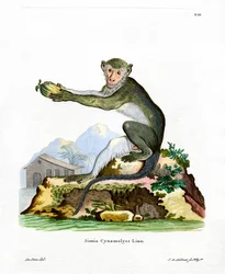Mono Verde