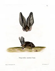 Murciélago gris de orejas largas