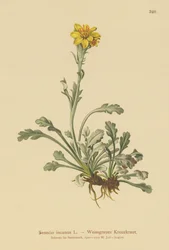 Senecio gris (Senecio incanus)