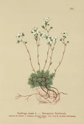 Saxífraga gris (Saxifraga caesia)