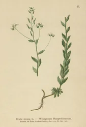 Draba gris (Draba incana)