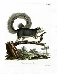 Ardilla Gigante Grís