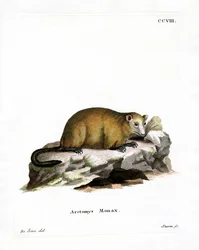 Marmota