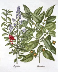 Guayaco y ligustro chino, de Hortus Eystettensis, por Basil Besler, pub. 1613