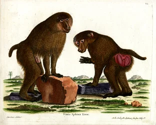 Babuino de Guinea