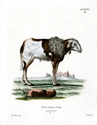 Oveja de Guinea