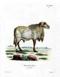 Oveja de Guinea