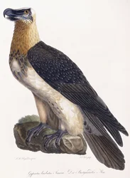 Gypaetus barbatus Sonnini