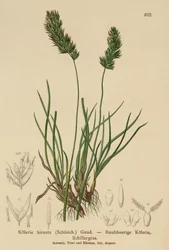 Hierba de Cabello