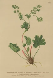 Alquimila sin pelos (Alchemilla fissa, Alchemilla Pyrenaica)