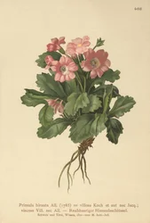 Primavera peluda (Primula hirsuta)