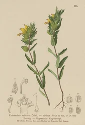 Rinanto amarillo peludo (Rhinanthus aristatus, Rhinanthus alpinus)