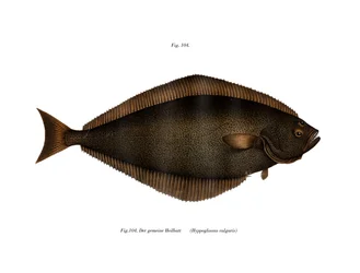 Halibut (litografía en color)