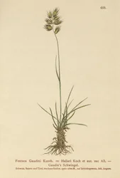 Festuca Gaudini, Festuca Hallerie