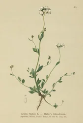 Berro de Haller (Arabis halleri)