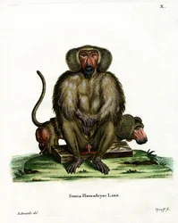Babuino Hamadryas