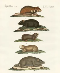 Hámsters y topillos