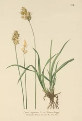 Juncia de Liebre (Carex leporina, Carex ovalis)