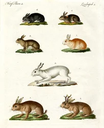 Liebres y conejos