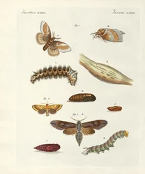 Mariposas dañinas