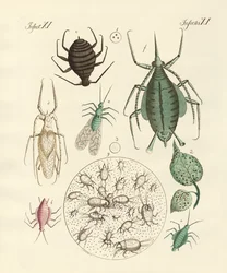 Insectos dañinos