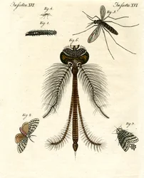Insectos dañinos